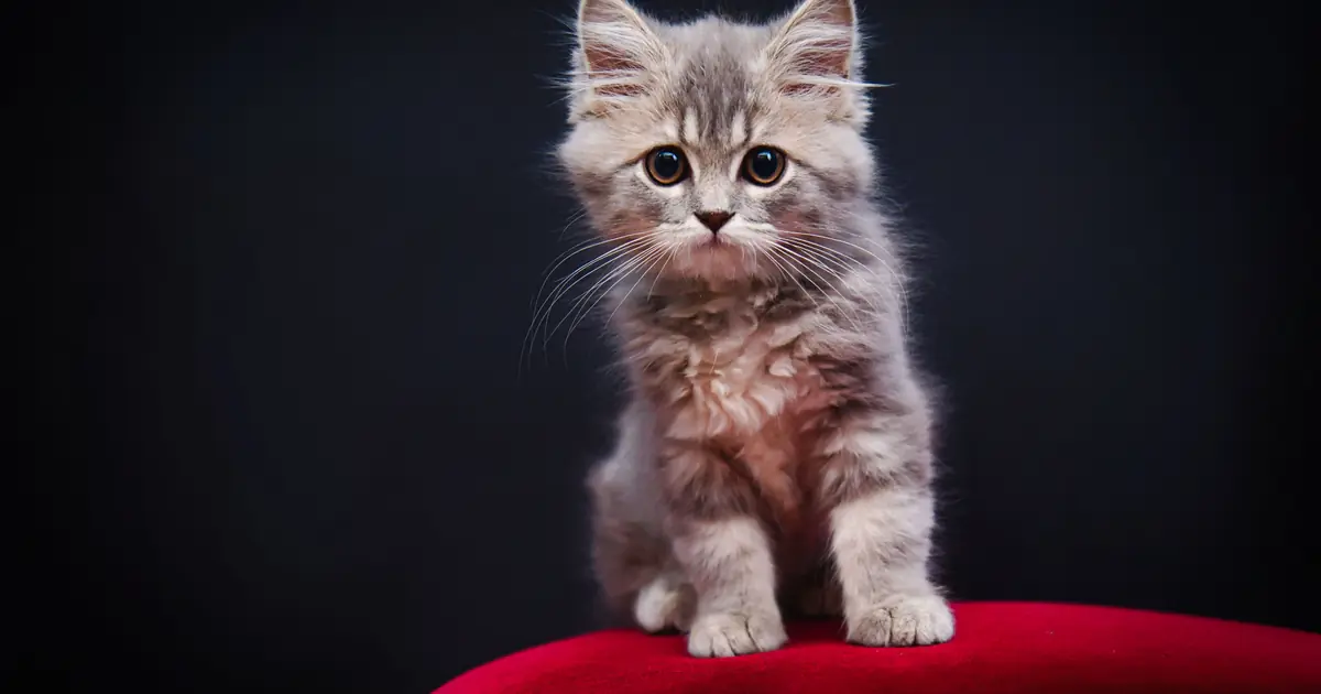 are kittens born with worms