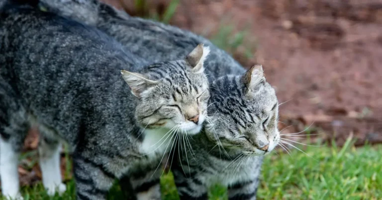 can a neutered male cat still get a female pregnant