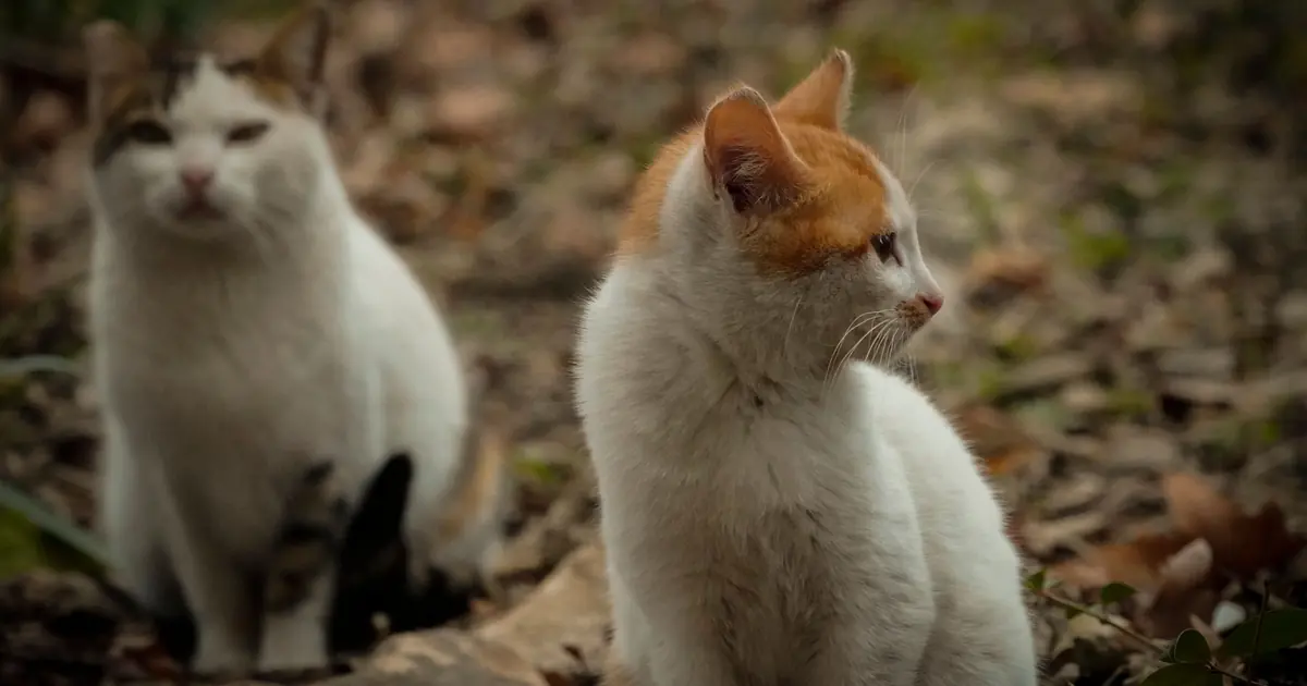 two cats together