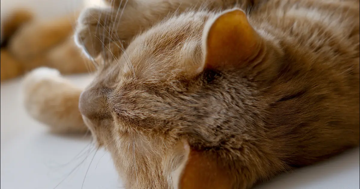 can cats be ticklish