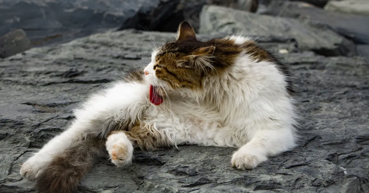 cat retching up a hairball
