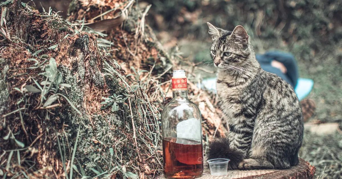 cat beside a glass of juice