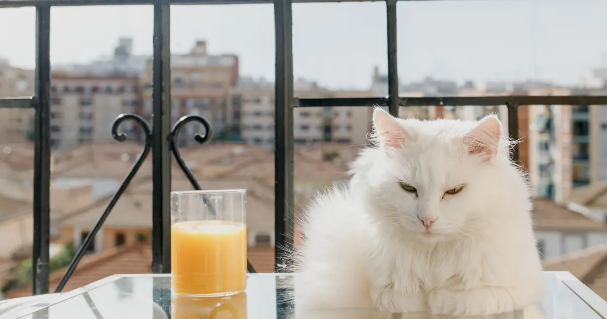 can cats drink juice
