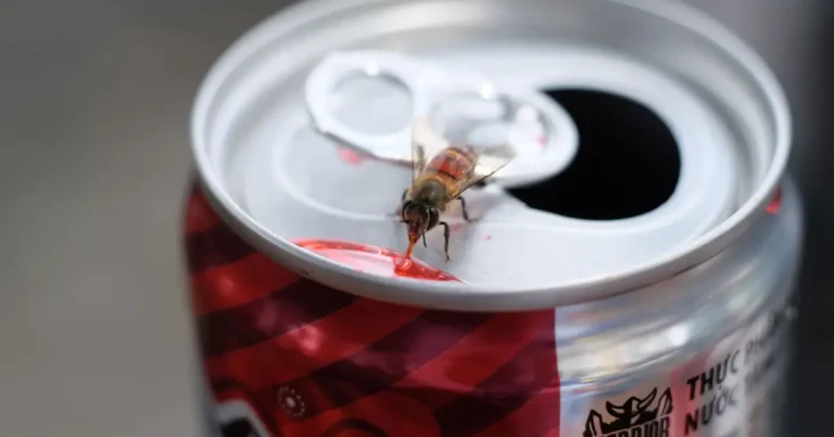 can cats drink soda
