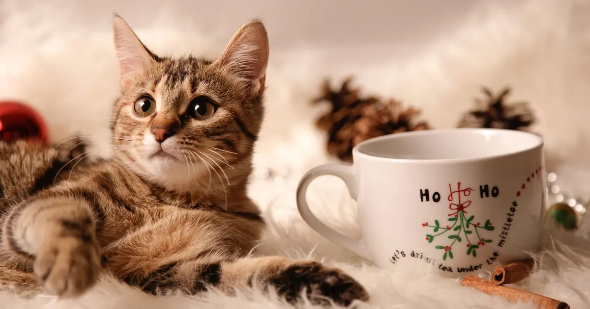 can cats drink tea