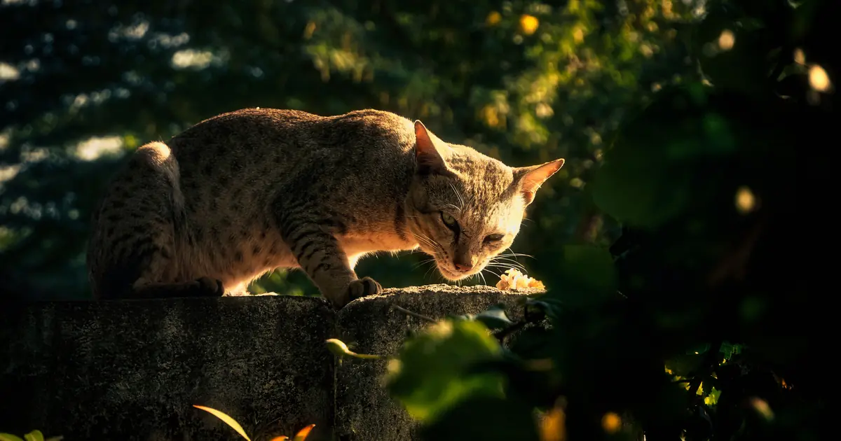 cat hunting outdoors