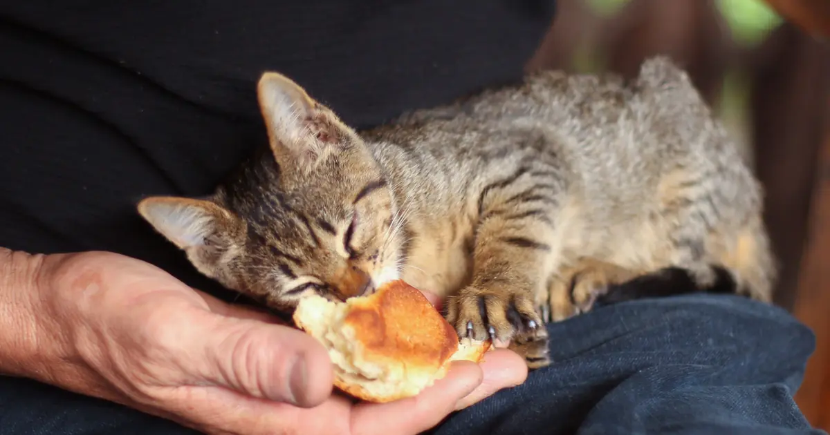 cat looking at a treat