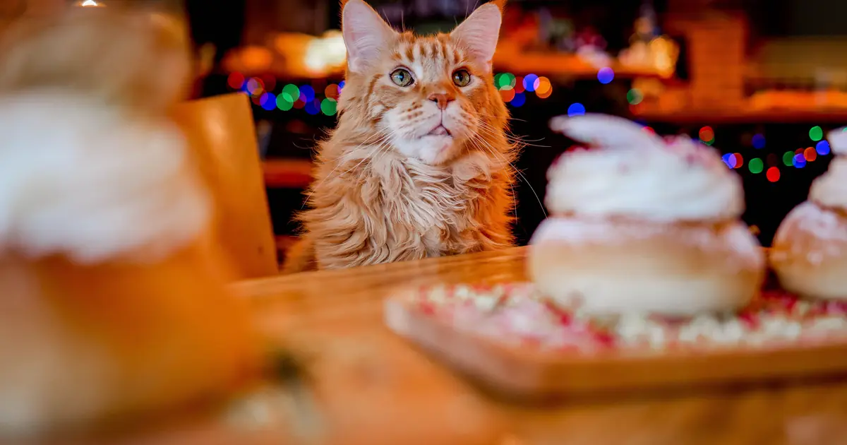 can cats have dog treats