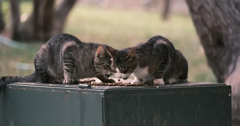 can cats have gravy