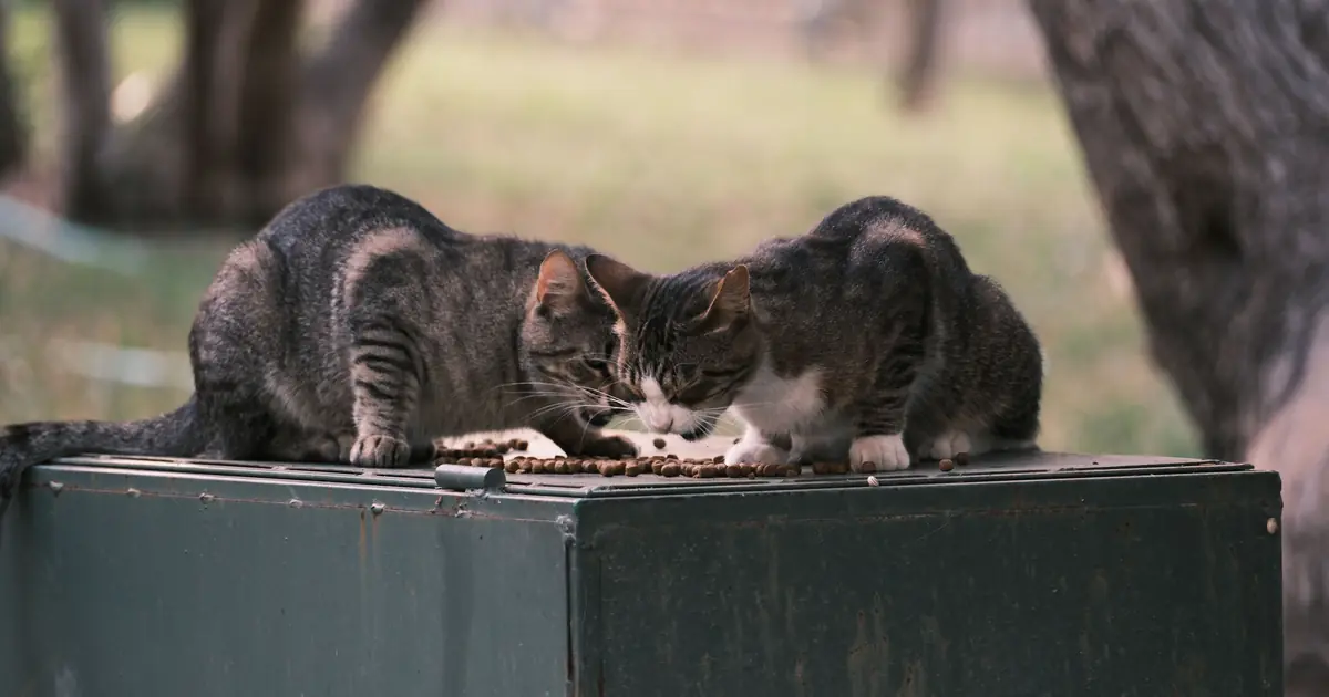 can cats have gravy