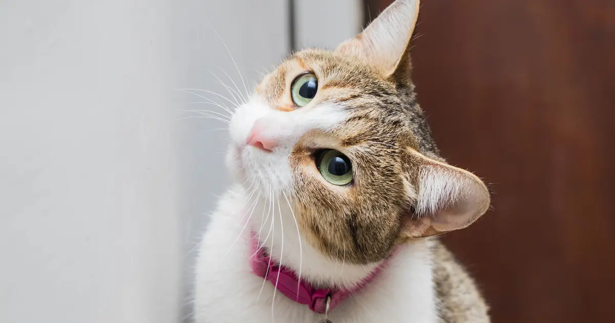 cat tilting its head