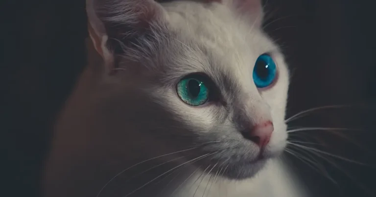 can cats have purple eyes