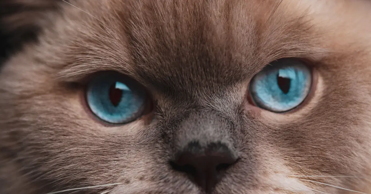 cat with pale blue eyes