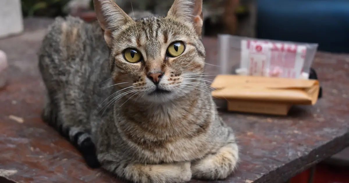 cat eyeing food on a table