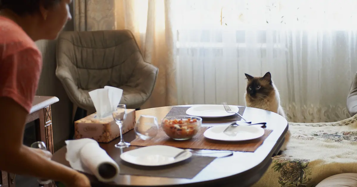 can cats have soy sauce