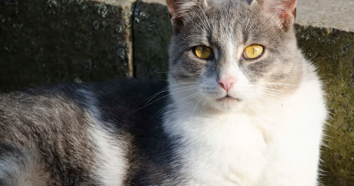 can cats have tourettes
