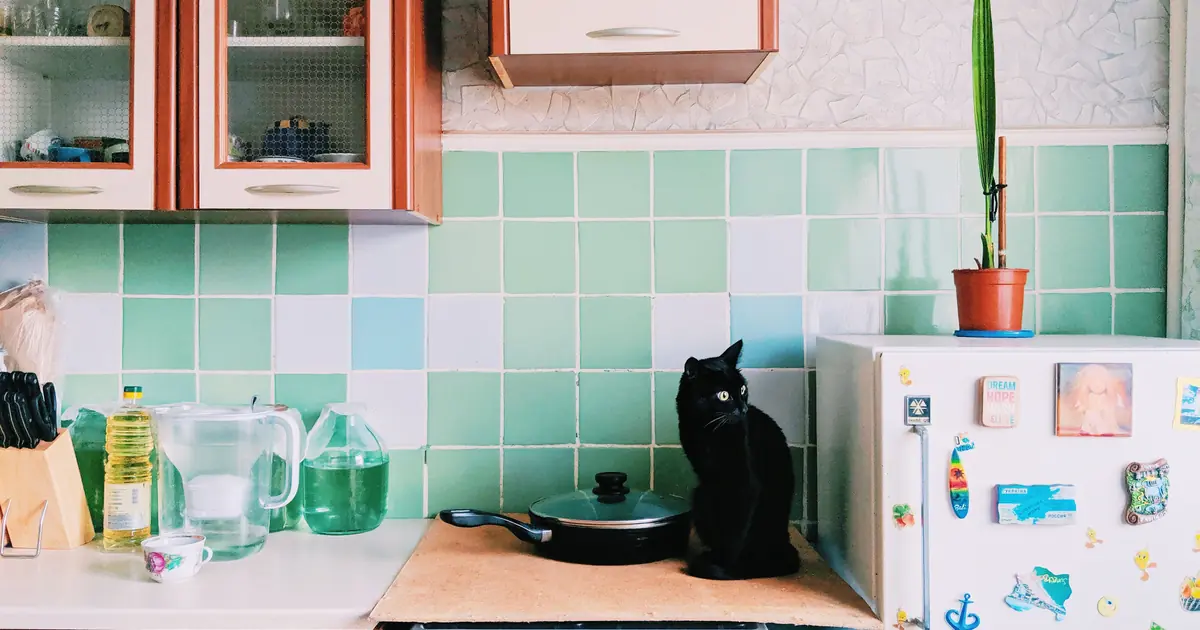 cat in a kitchen