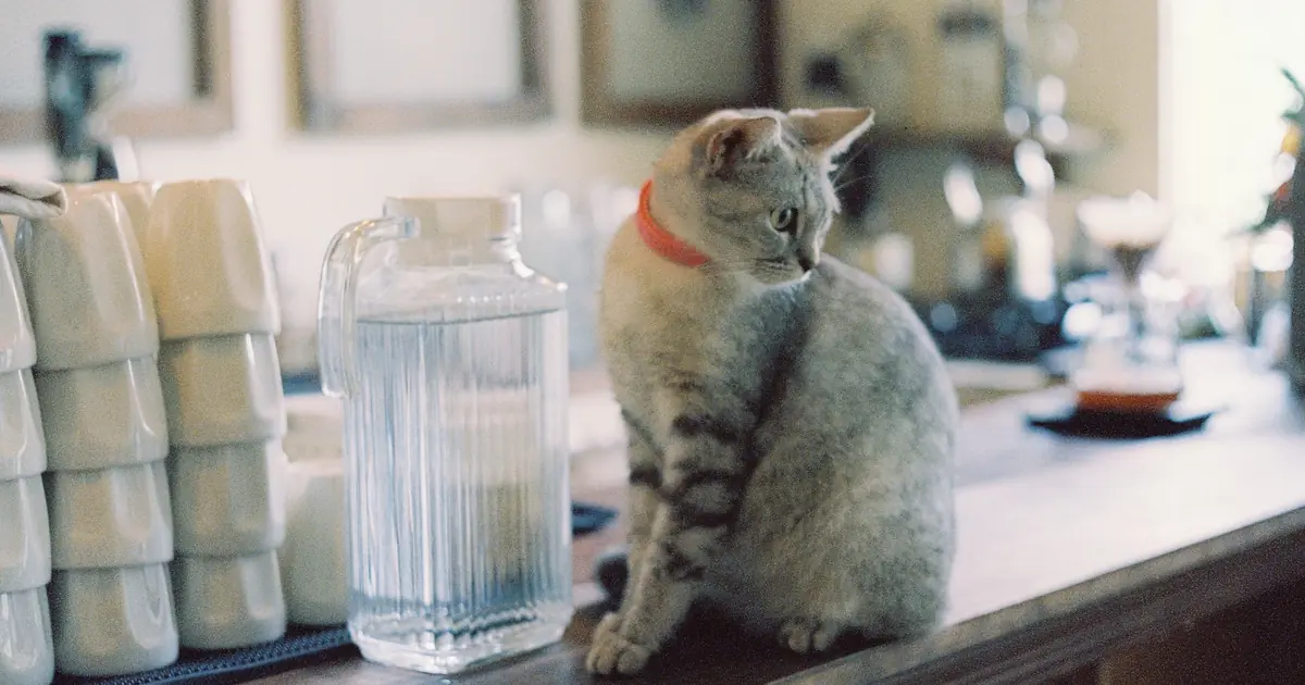 can cats have vinegar