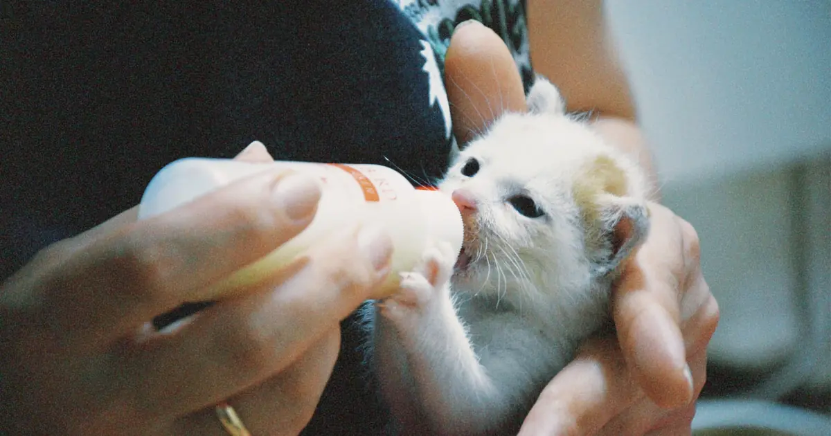 bottle feeding a young kitten