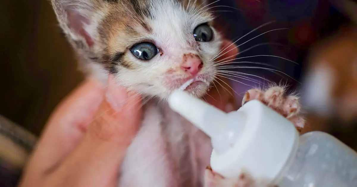 can kittens drink human breast milk