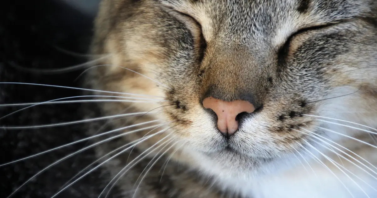 do cats purr when sick