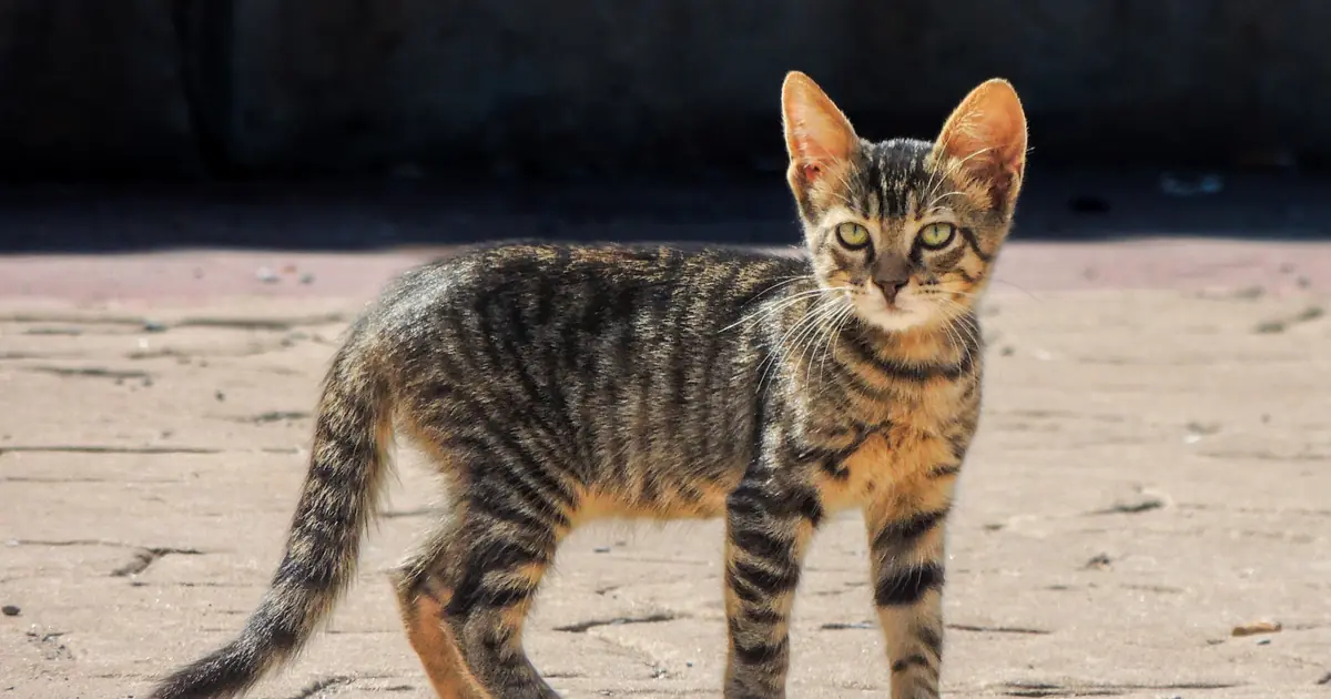 lean cat standing
