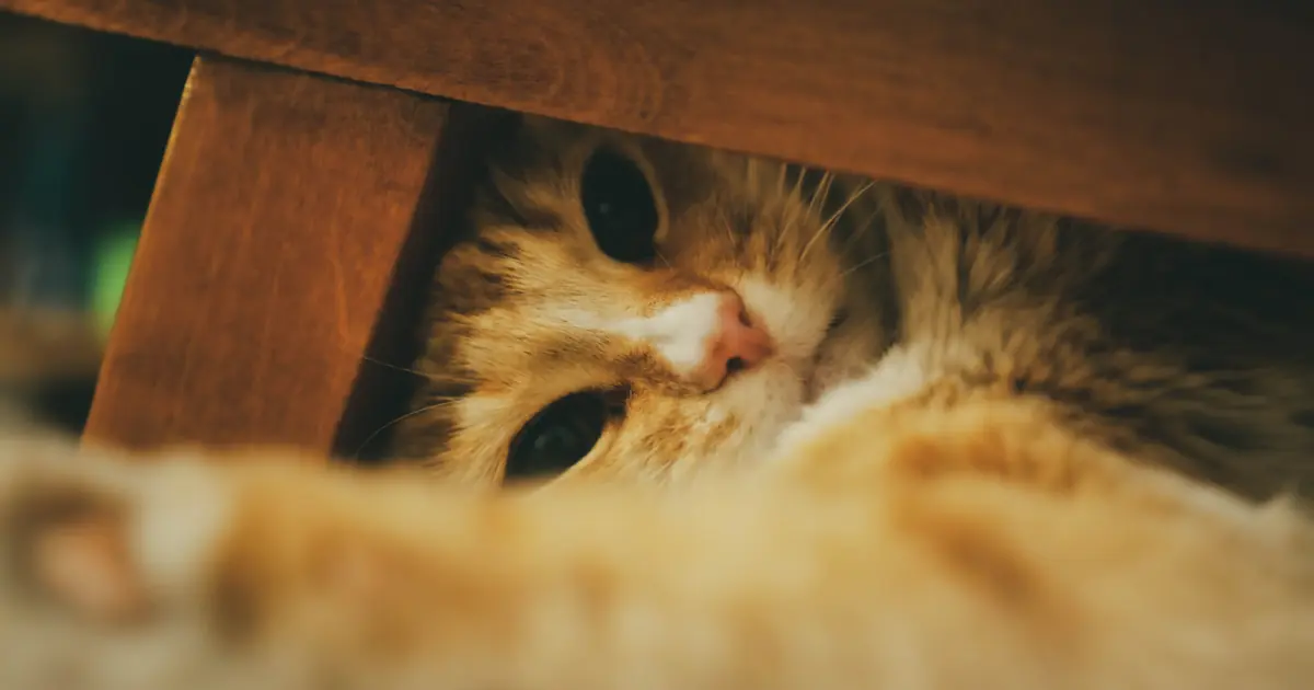 frightened cat hiding