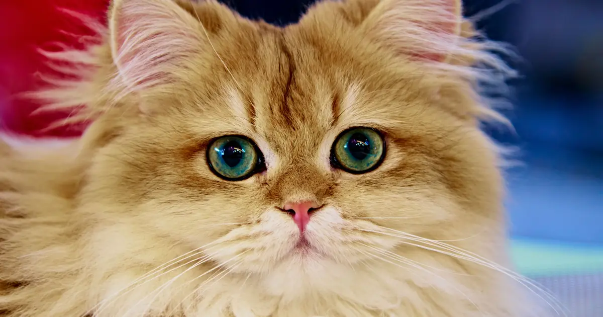 how to calm a scared cat