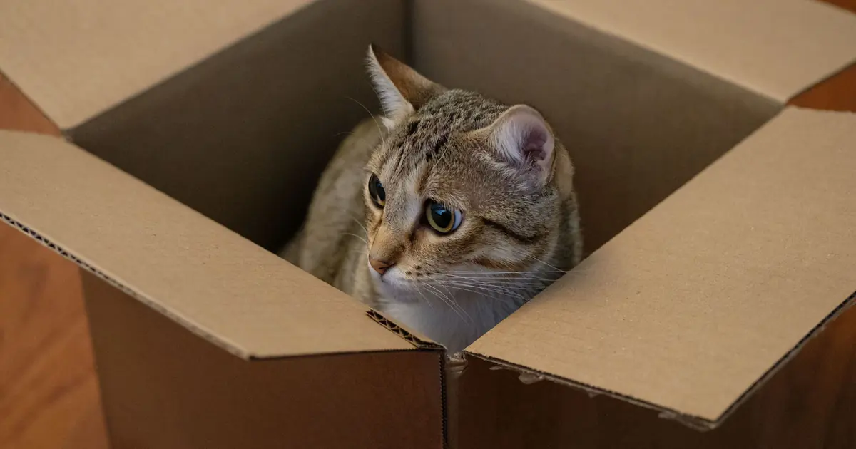 how to tell if cat is constipated