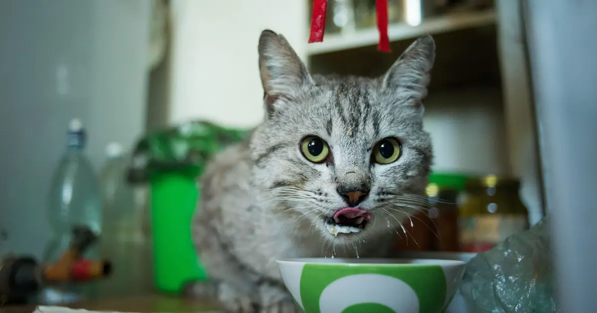 cat beside a bowl of natural cat food