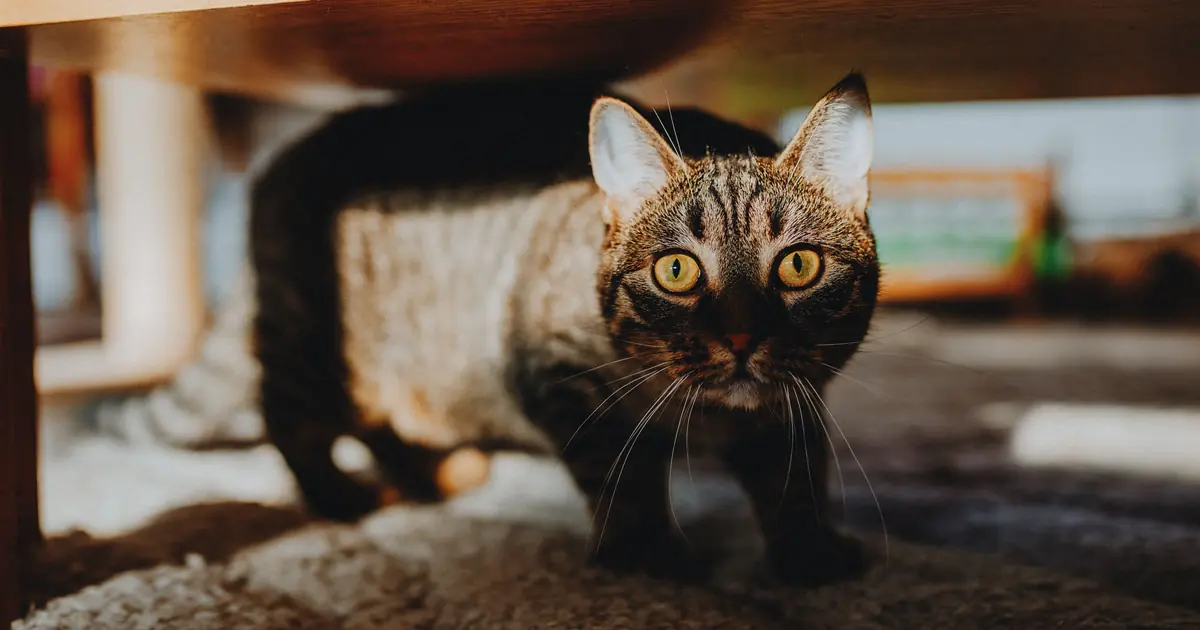 stressed cat hiding under furniture