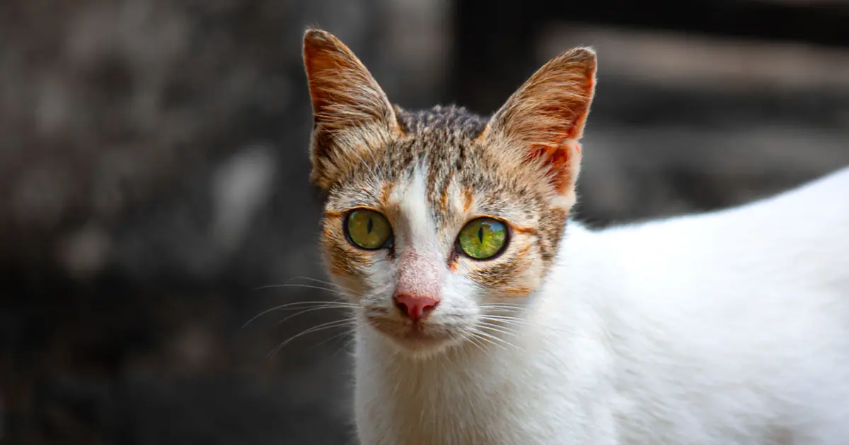 close-up of a cat's eyes