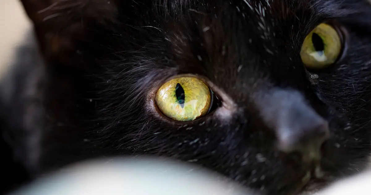 close-up of a black cat