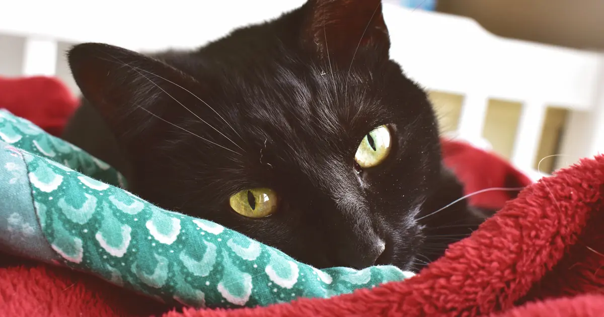 cozy cat curled up warm