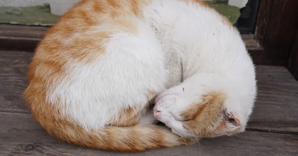 why do cats like heating pads