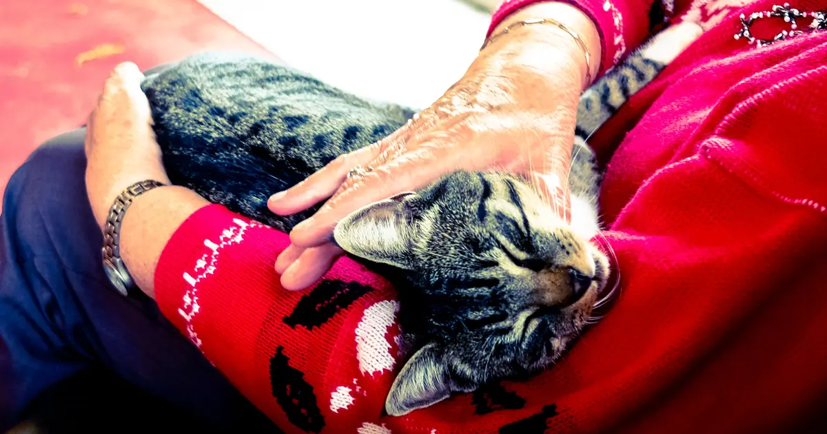 calm senior cat resting