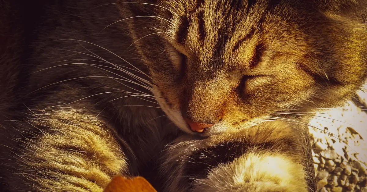 why do cats purr when they are dying