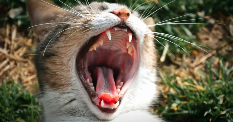 why does my cats breath stink