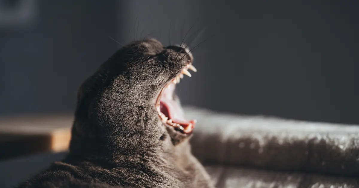 cat showing its teeth