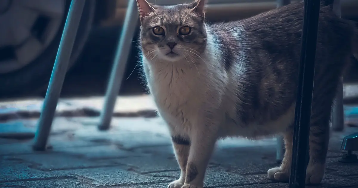 why is my cat going bald