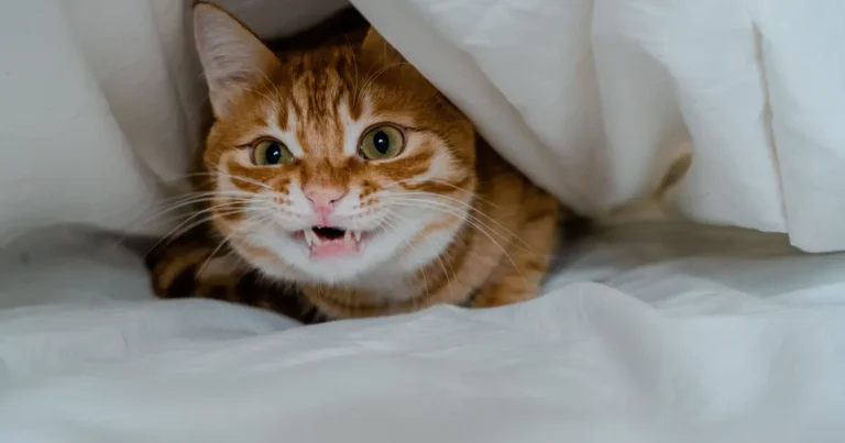 why is my cat hiding and not eating