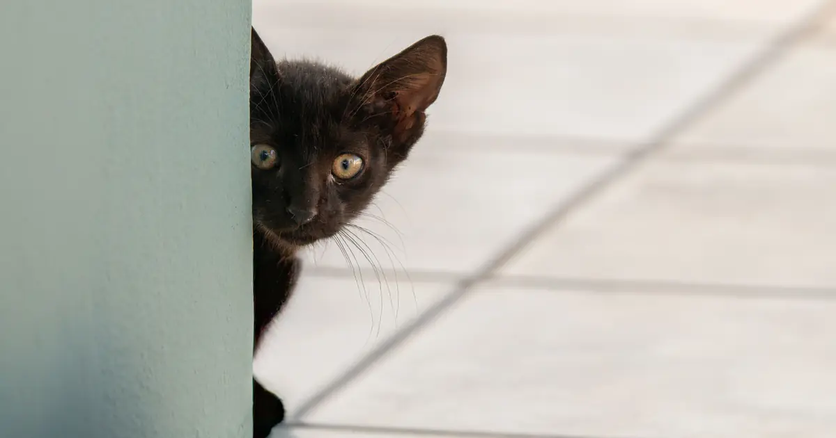 scared cat hiding away