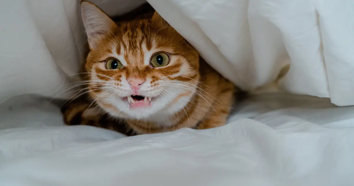 why is my cat hiding and not eating