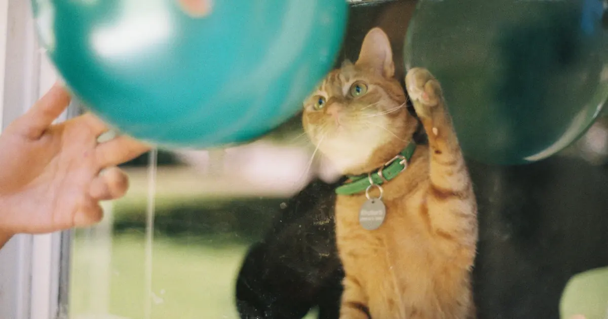 cat wary of a balloon