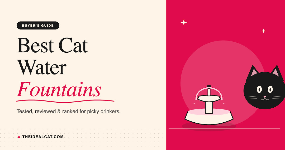 best cat water fountain