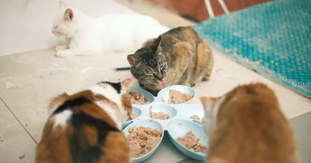 bone broth used in cat food