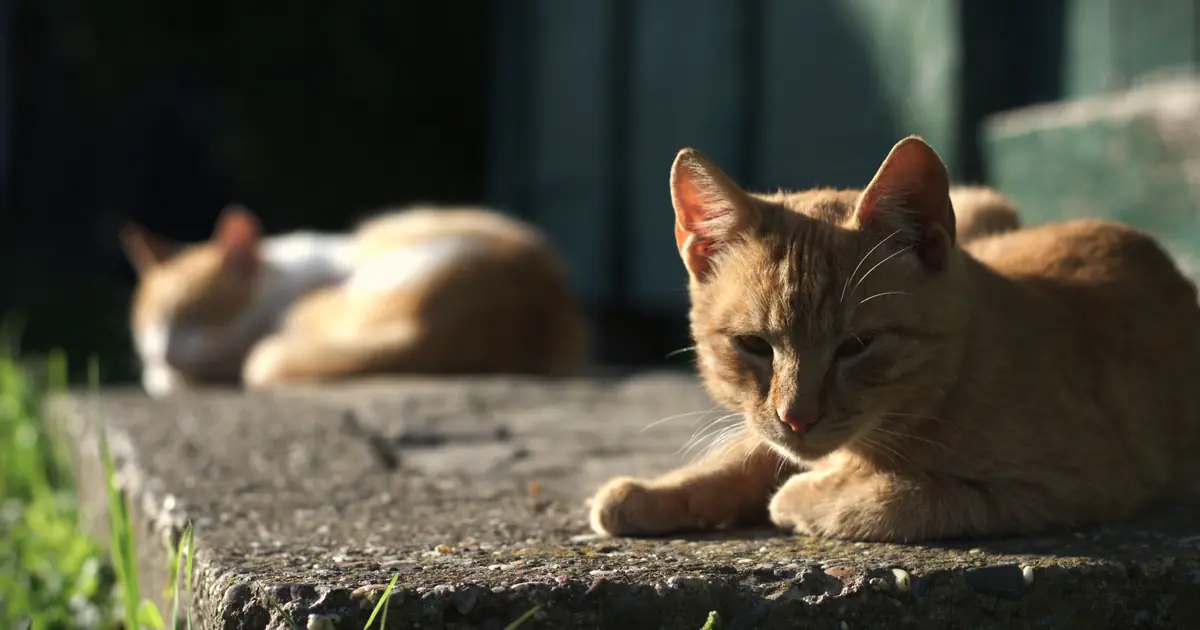 cat and dog side by side