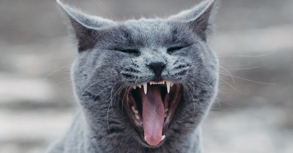 cat panting with mouth open