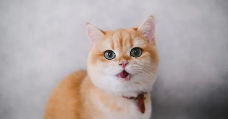 can cats breathe through their mouths
