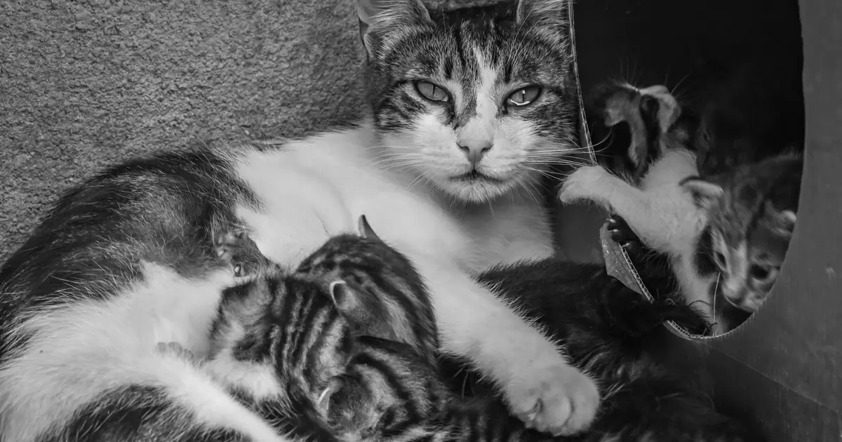mother cat with a litter of kittens